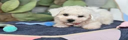 Bichon Frise dogs for sale: Elsie - Ad 13