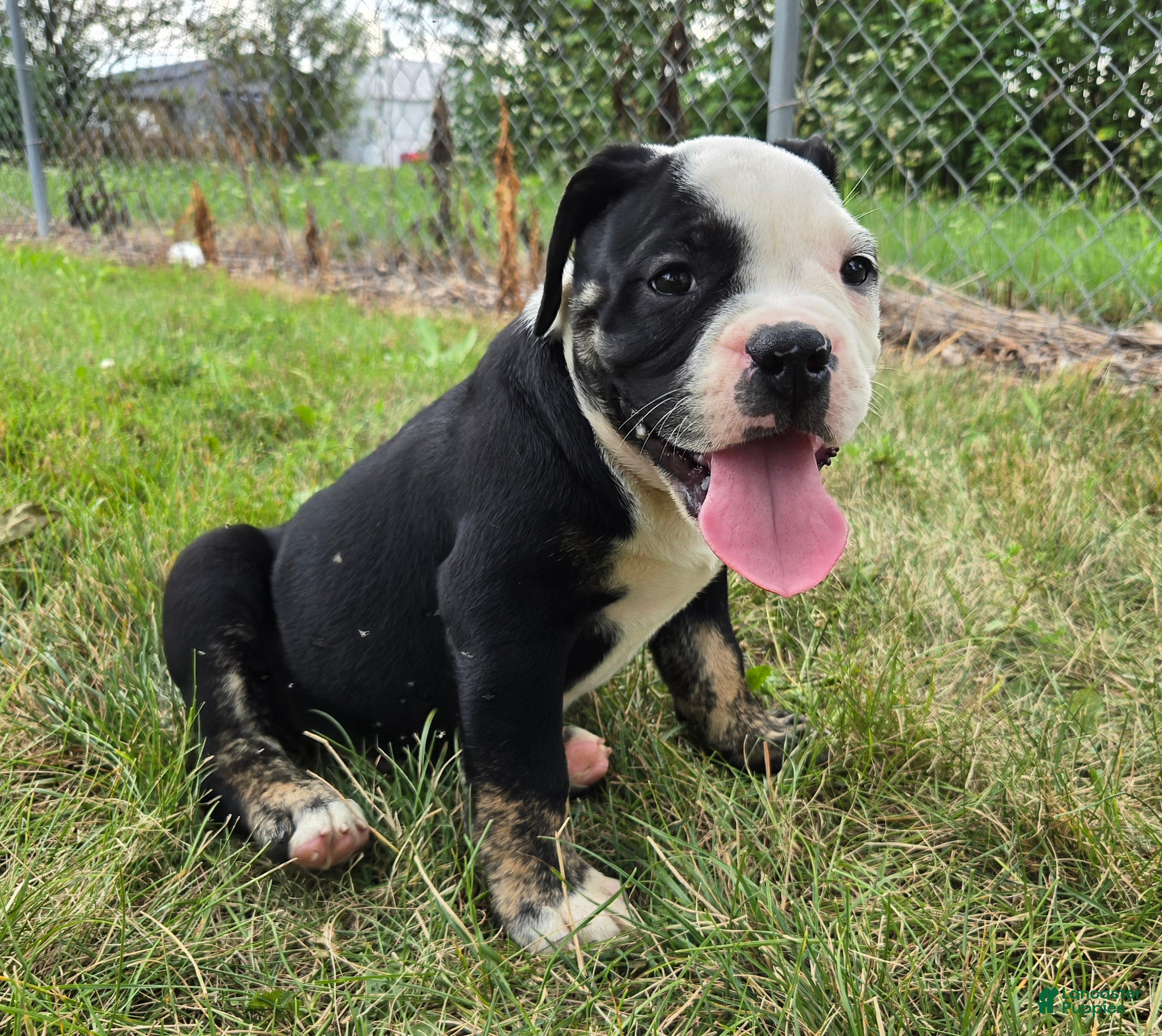 Olde English Bulldogge dogs Ed - Ad 1