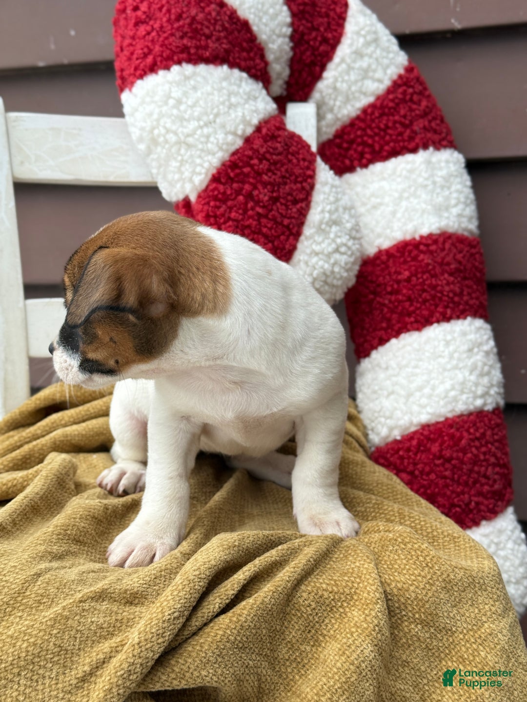 Jack Russell Terrier dogs for sale: Jolly - Ad 5