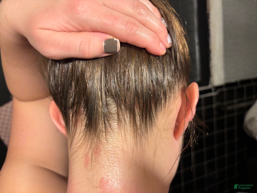 American Bully dogs for sale: Milli - Ad 17