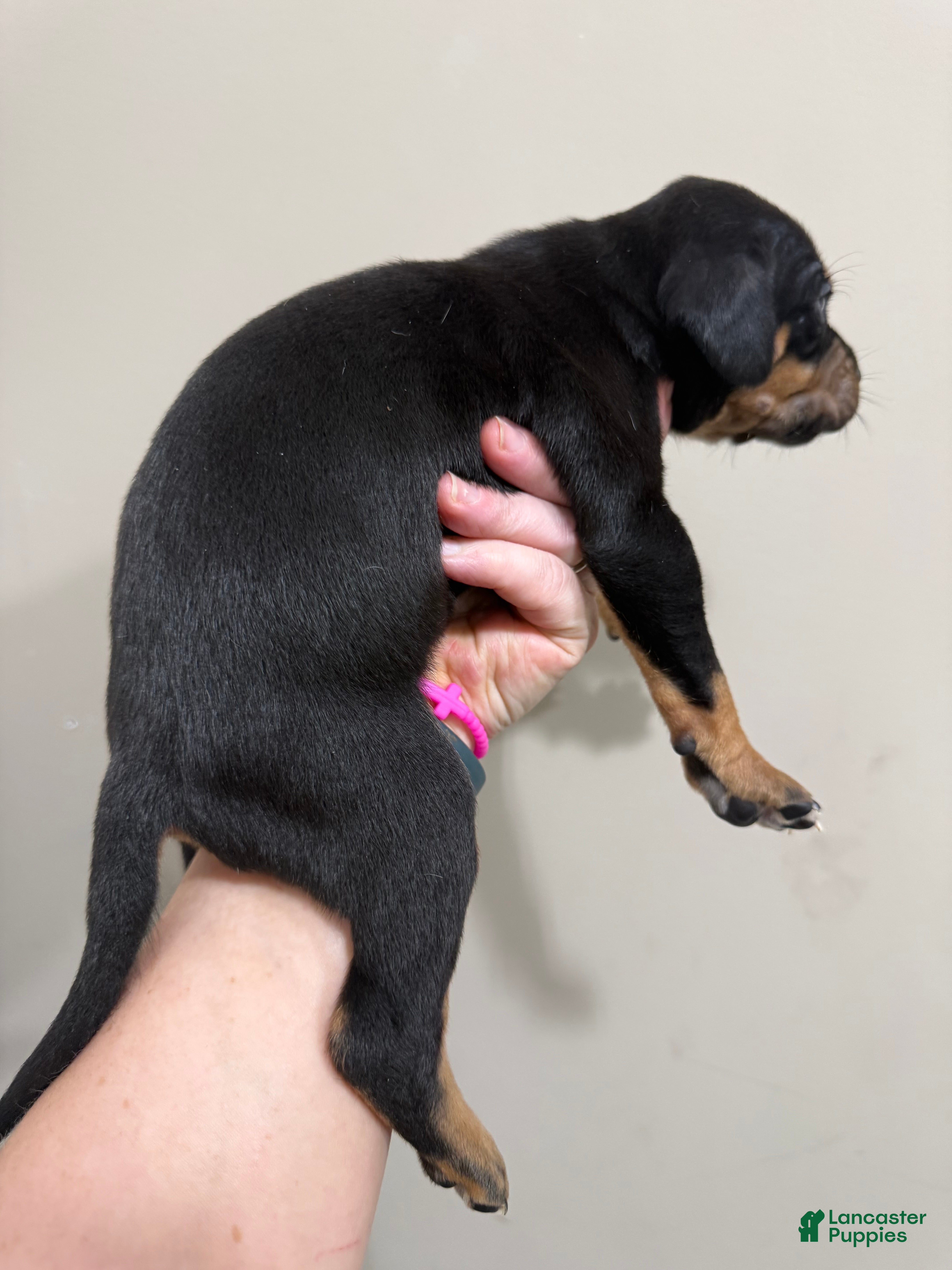 Catahoula Leopard Dog dogs for sale: Black Girl - Ad 1