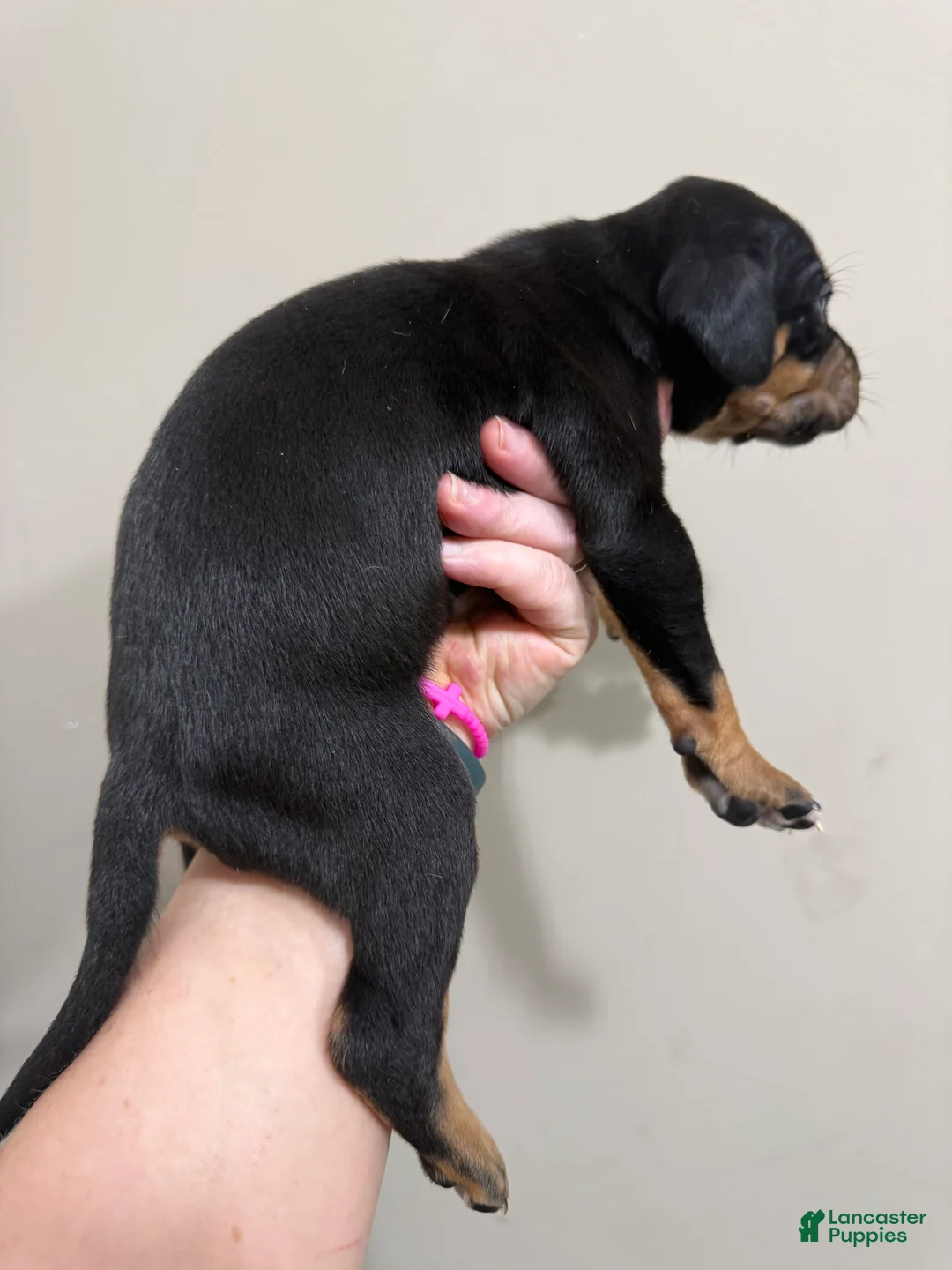 Catahoula Leopard Dog dogs for sale: Black Girl - Ad 1