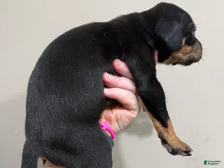 Catahoula Leopard Dog dogs for sale: Black Girl - Ad 1