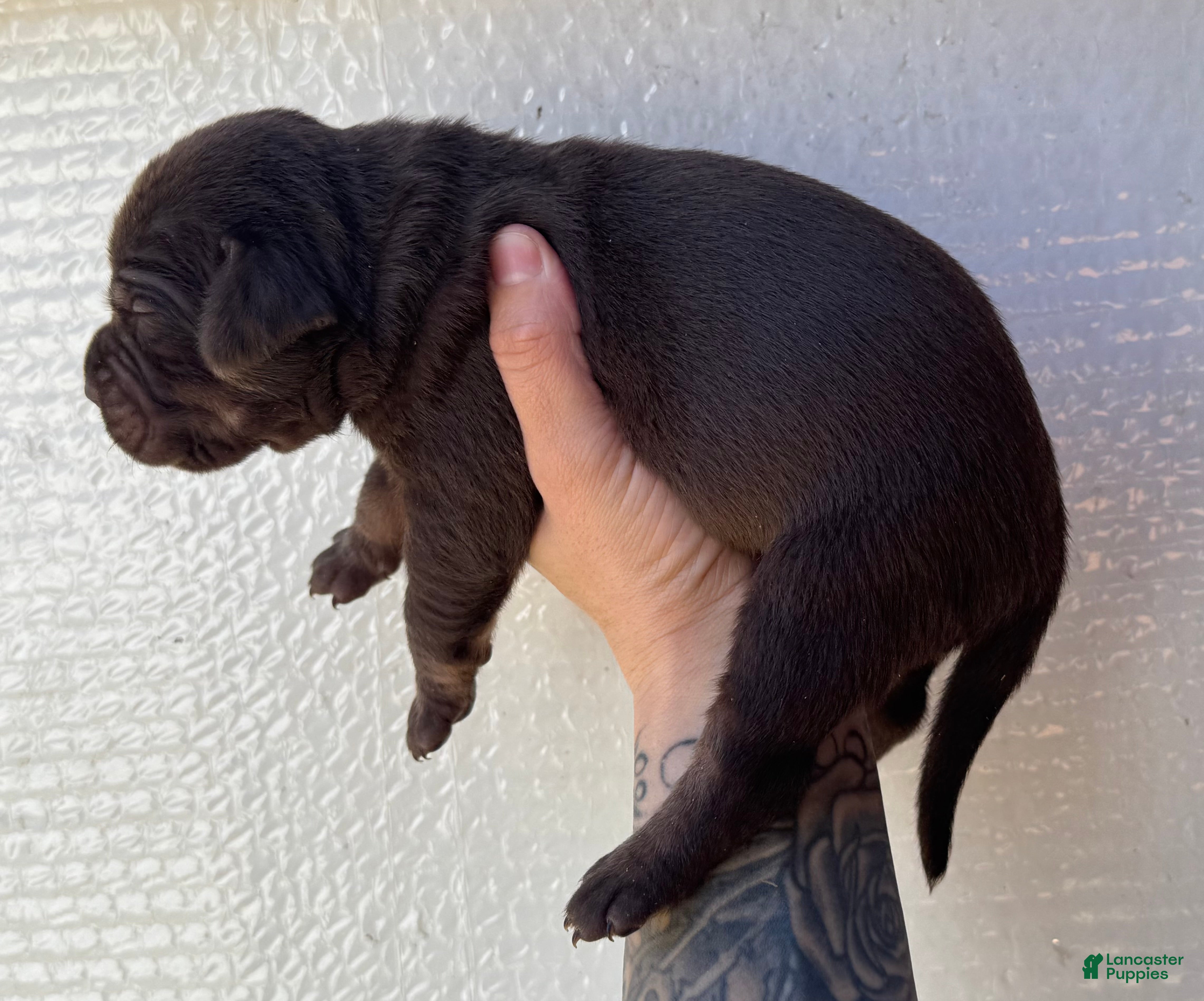 Catahoula Leopard Dog dogs Boy 2 - Ad 1