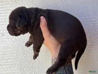 Catahoula Leopard Dog dogs for sale: Boy 2 - Ad 2