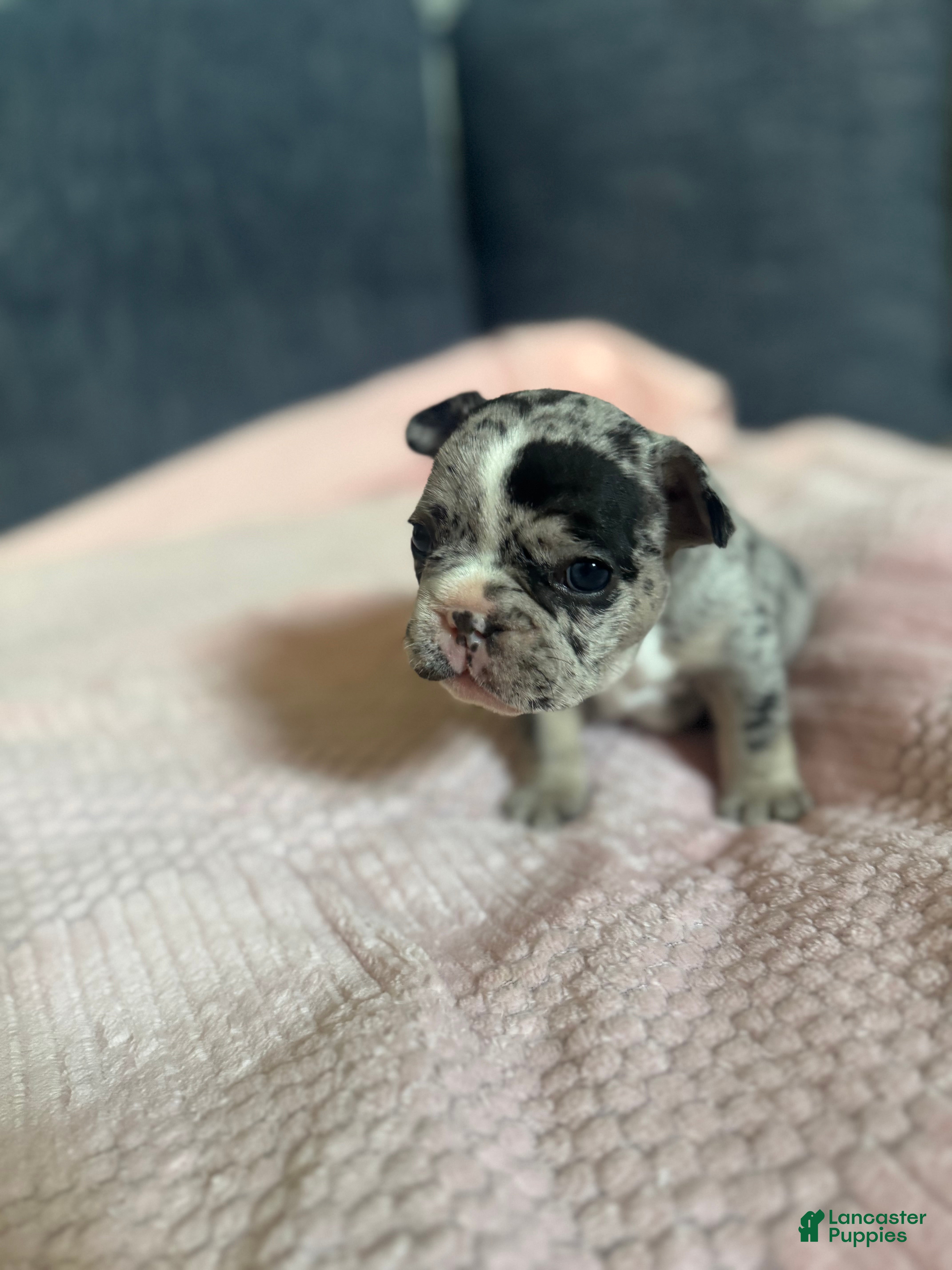 French Bulldog dogs French Bulldog 3 - Ad 34