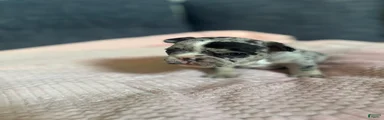 French Bulldog 3