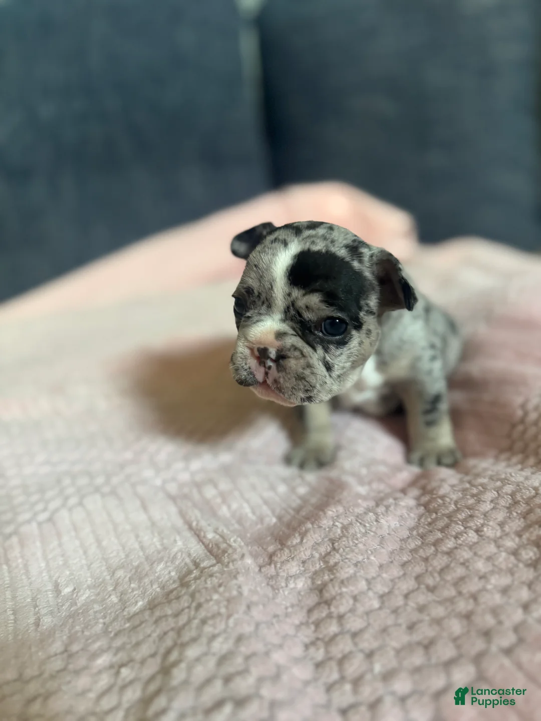 French Bulldog dogs for sale: French Bulldog 3 - Ad 1