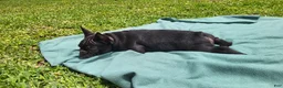 French Bulldog dogs for sale: Koda puppy number 6 - Ad 5