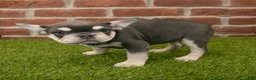 French Bulldog dogs for sale: Mandy - Ad 4