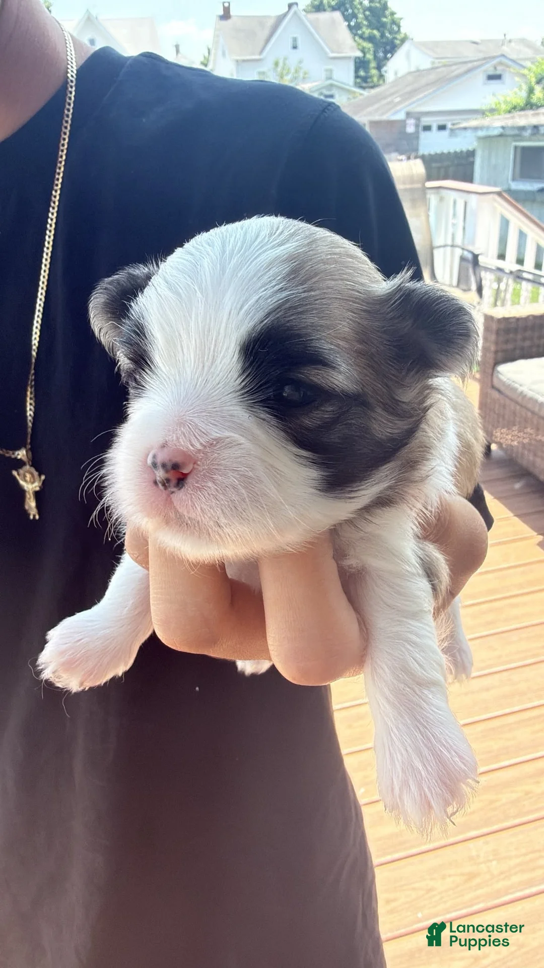 Maltese dogs for sale: Bobby - Ad 1