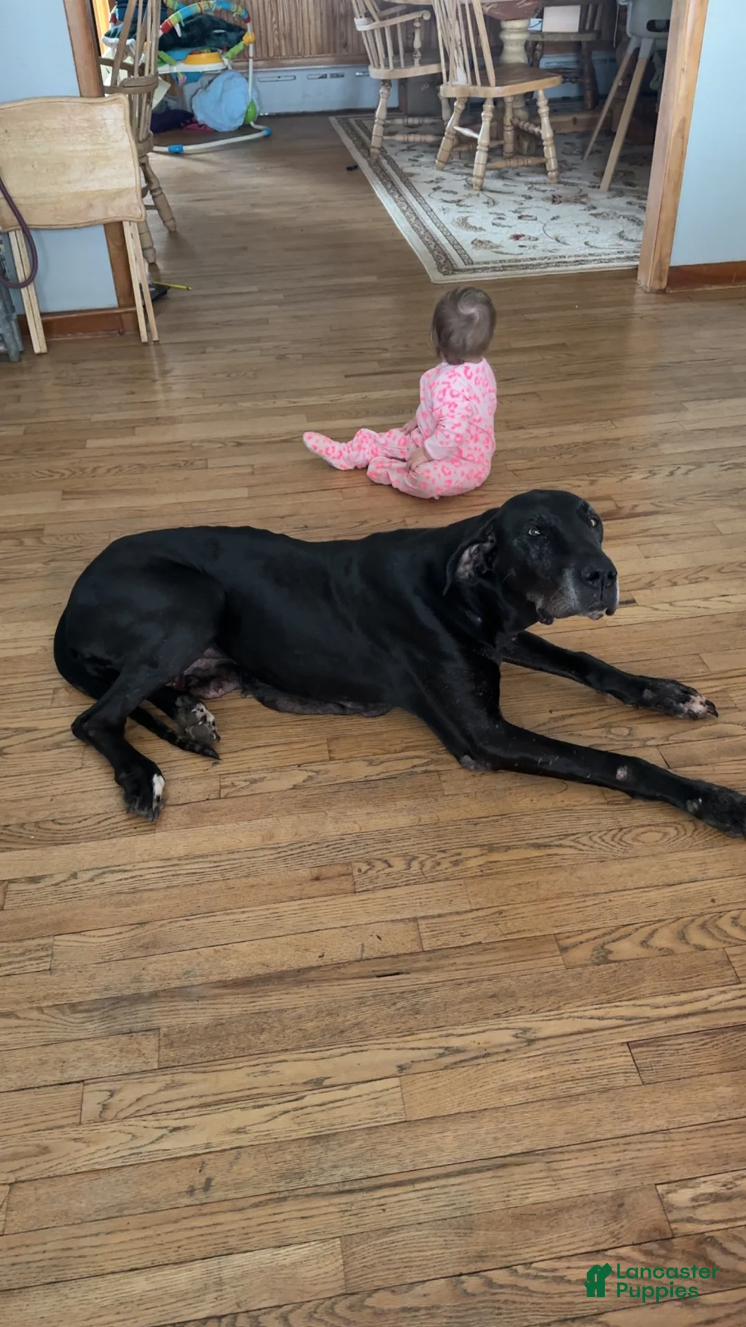 Great Dane dogs for sale: Autumn - Ad 2
