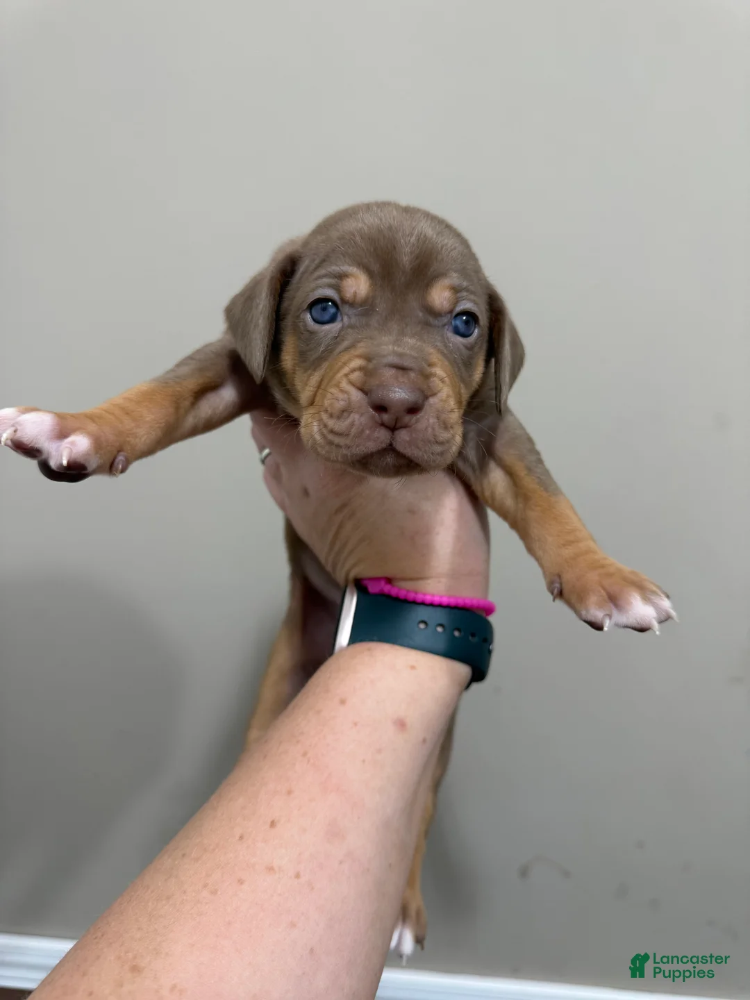 Catahoula Leopard Dog dogs for sale: Red Girl - Ad 2