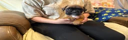 Boxer dogs for sale: Dolly - Ad 9