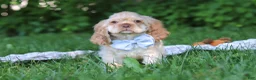 Cocker Spaniel dogs for sale: Clark - Ad 3