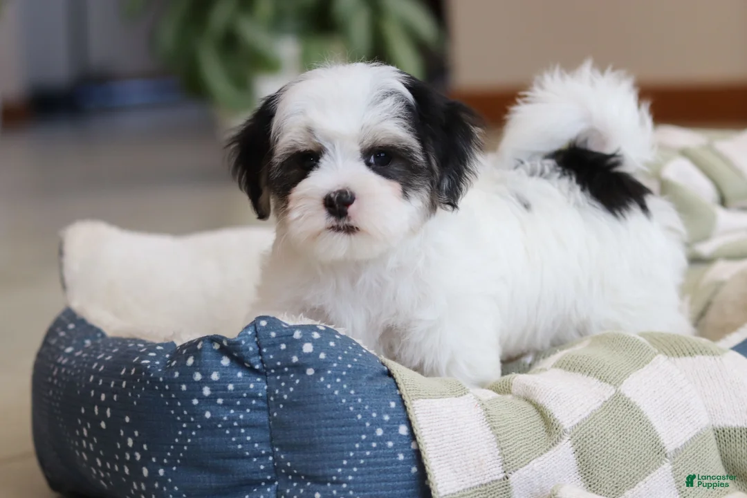 Morkie dogs for sale: Carson - Ad 10