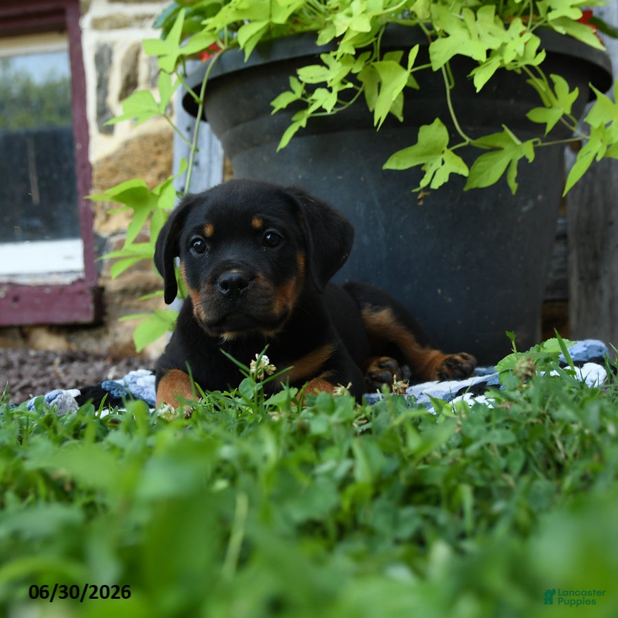Rottweiler dogs Jordan - Ad 1
