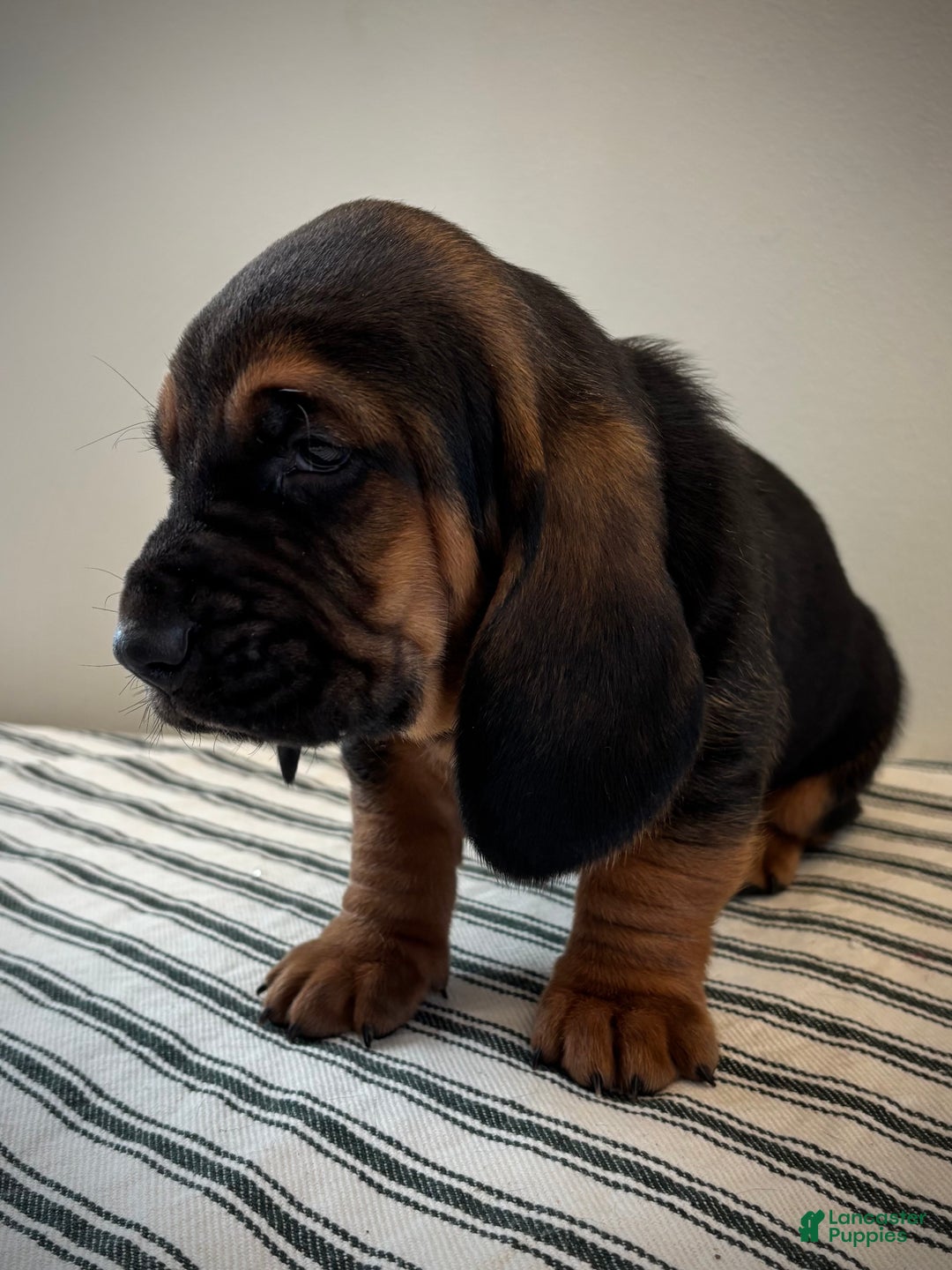 Basset Hound dogs for sale: Buddy - Ad 2