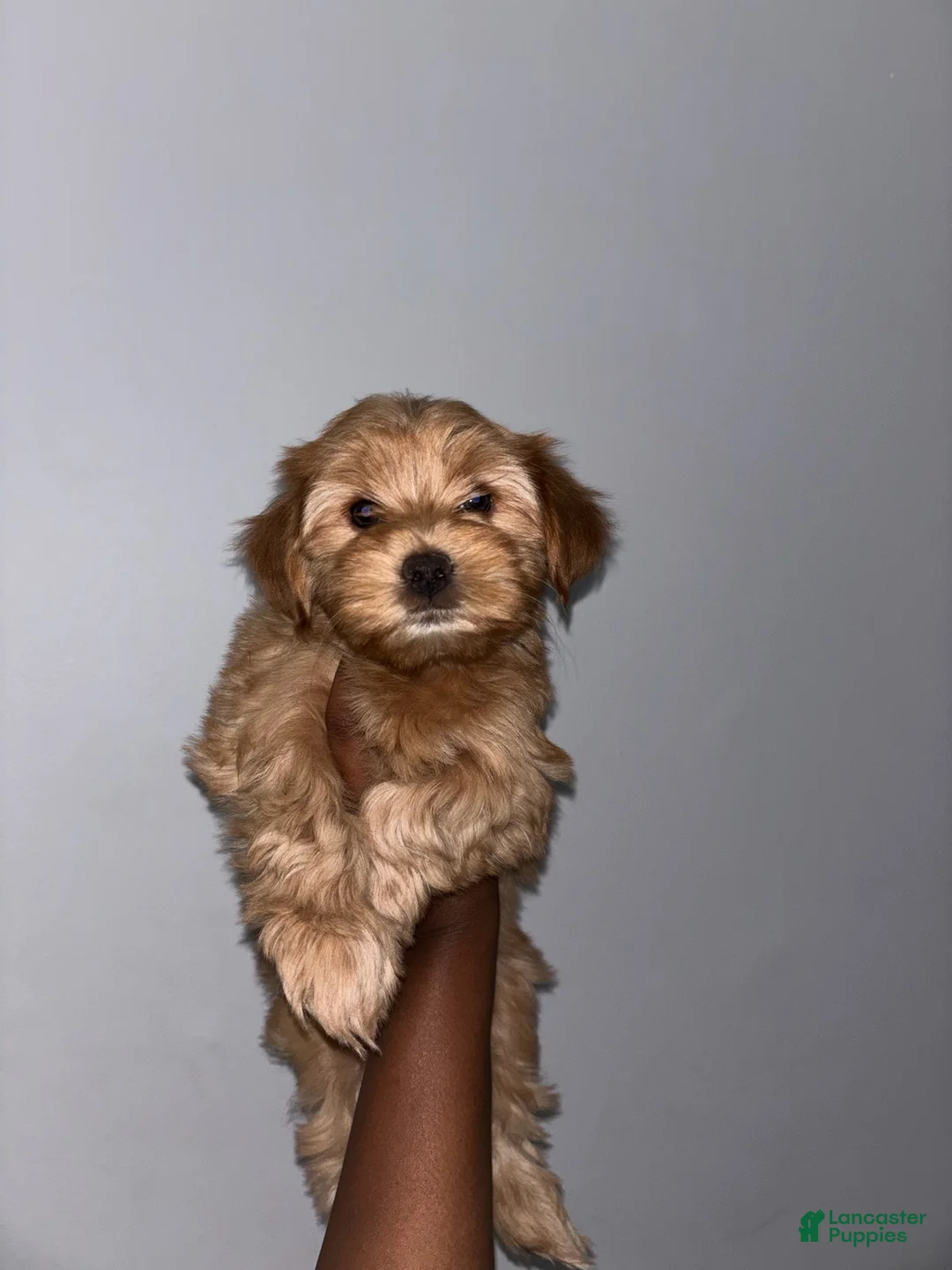 Yorkshire Terrier dogs for sale: Yorkshire Terrier Puppy 1 - Ad 2