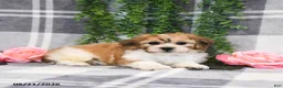 Teddy Bear dogs for sale: Skippy - Ad 5