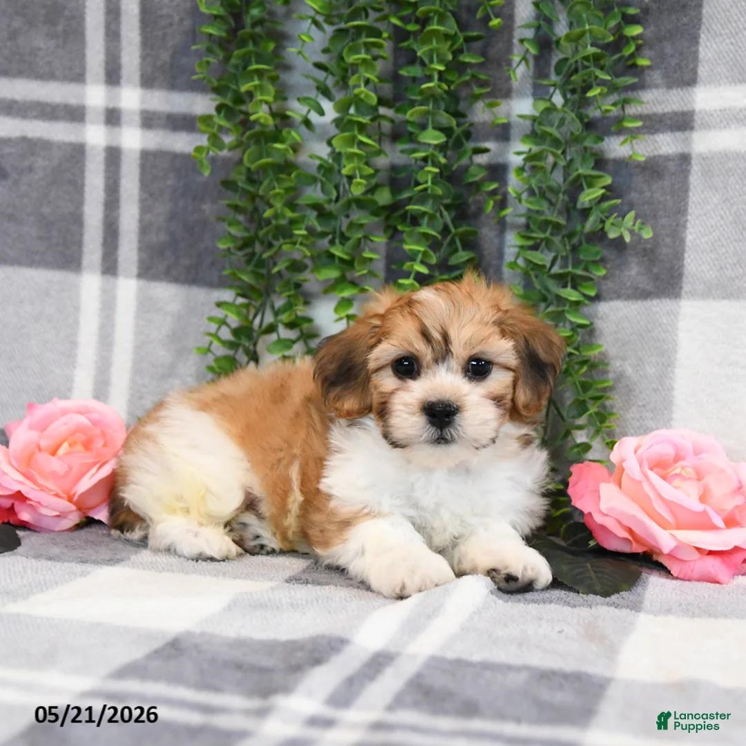 Teddy Bear dogs for sale: Skippy - Ad 5