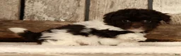 Havapoo dogs for sale: Buttercup - Ad 7