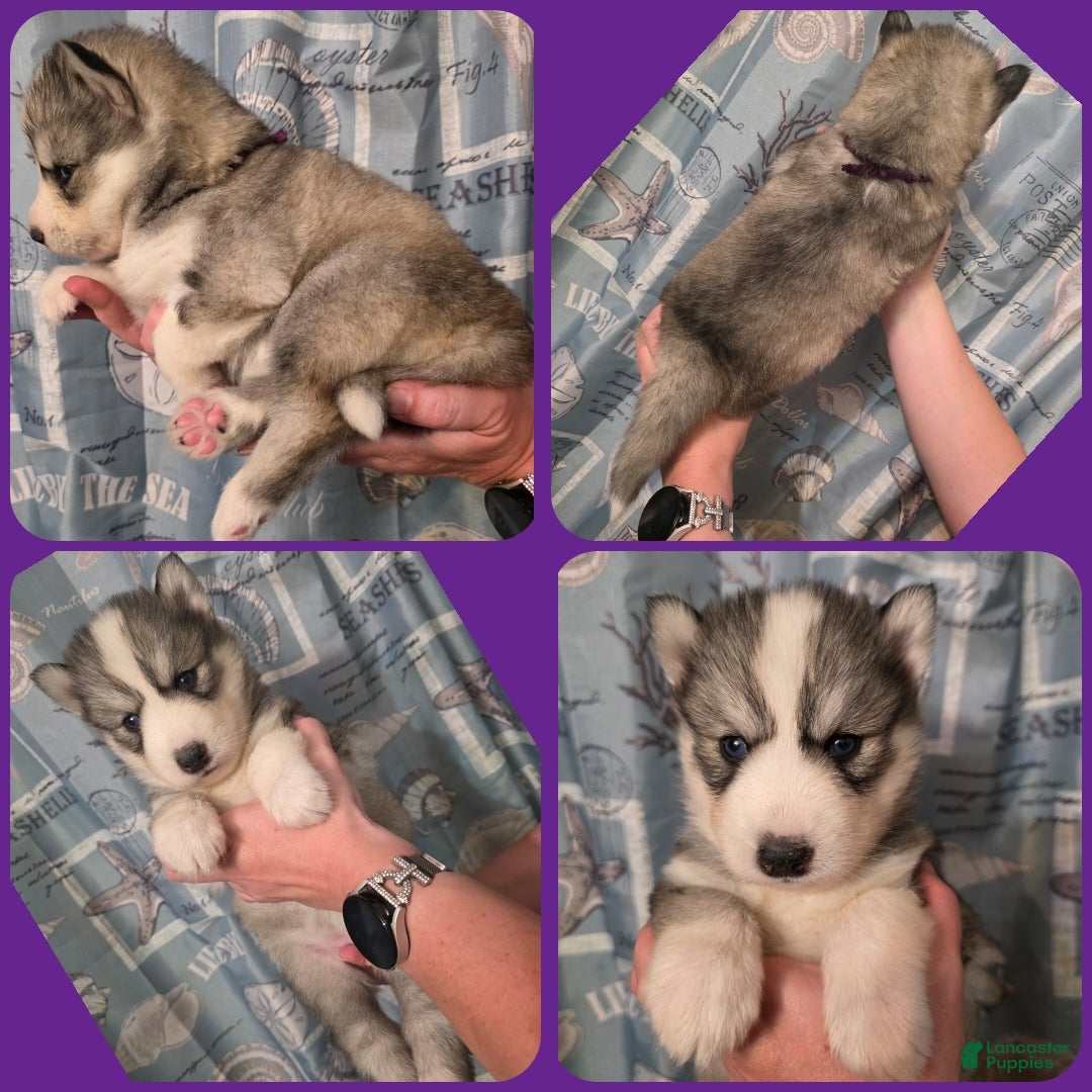 Siberian Husky dogs Purple  - Ad 20