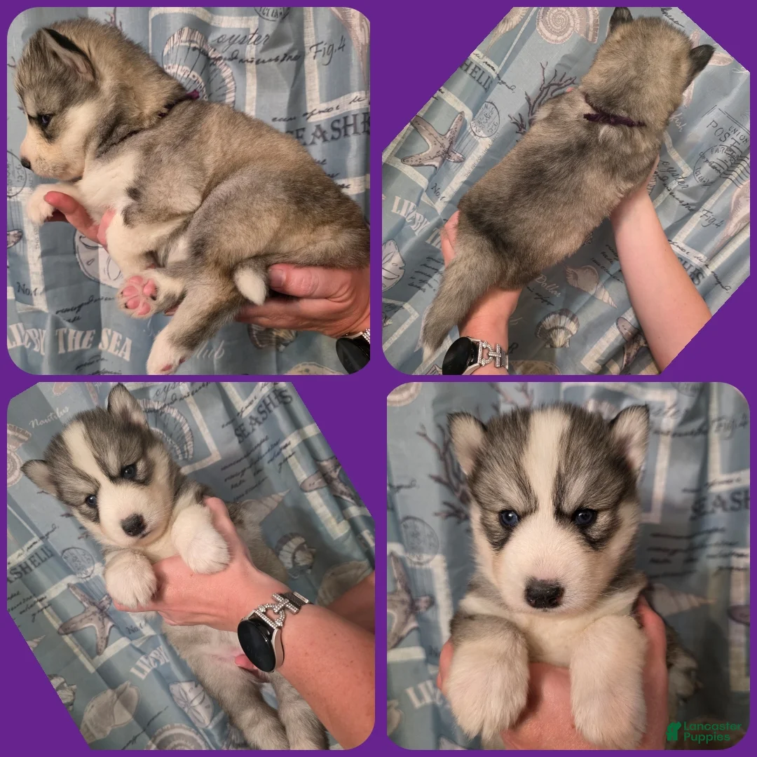 Siberian Husky dogs for sale: Purple  - Ad 1
