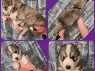 Siberian Husky dogs Purple - Ad 20