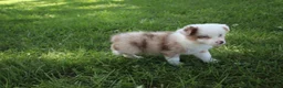 Australian Shepherd dogs for sale: Simone - Ad 3