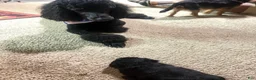 Yorkiepoo dogs for sale: Pepper - Ad 21