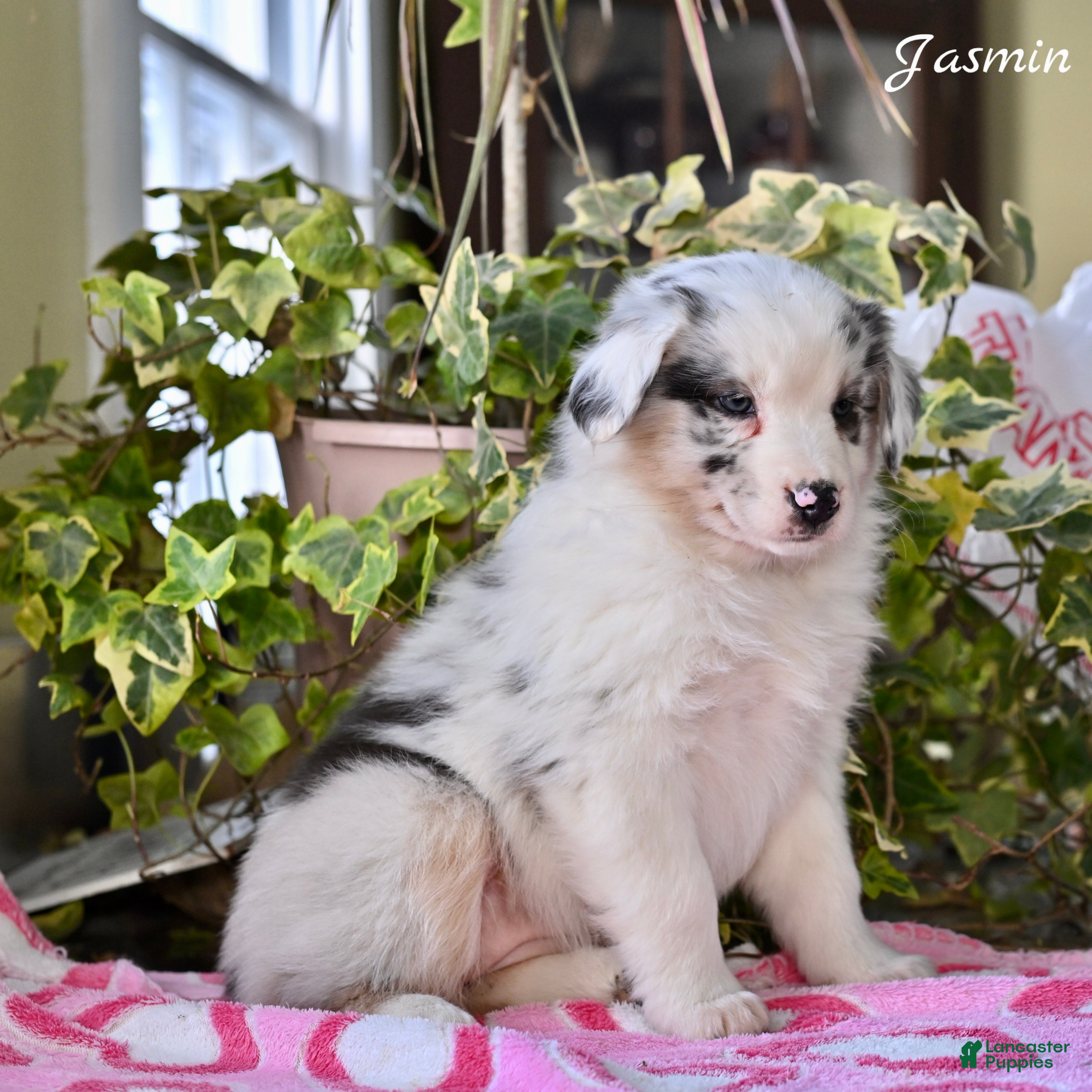 Australian Shepherd dogs Jasmin - Ad 2