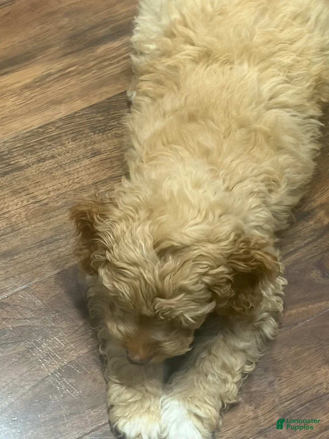 Cockapoo dogs for sale: Cockapoo Puppy 1 - Ad 5