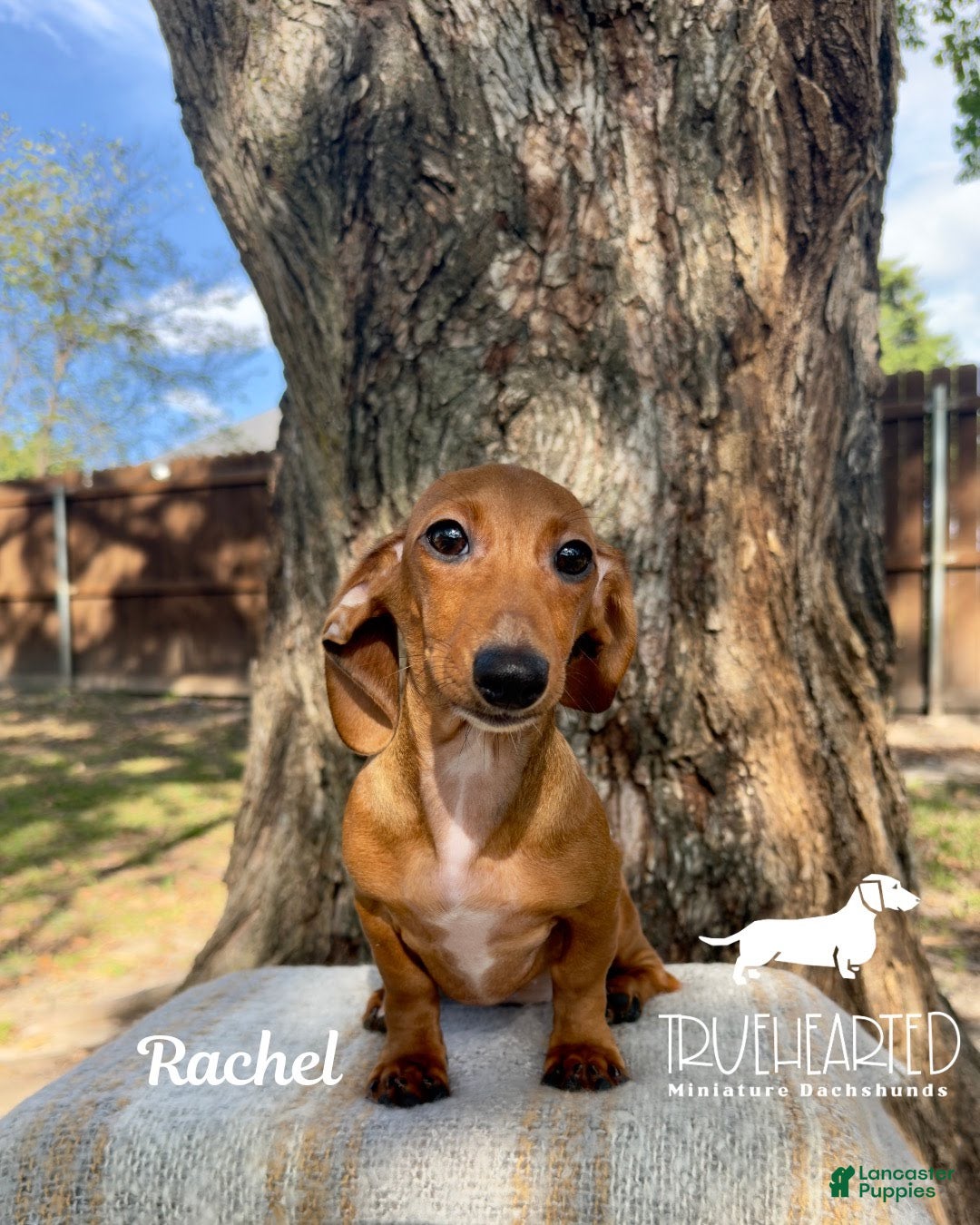 Miniature Dachshund dogs for sale: Rachel - Ad 1