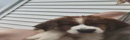 Mixed Breed dogs for sale: Marley - Ad 97