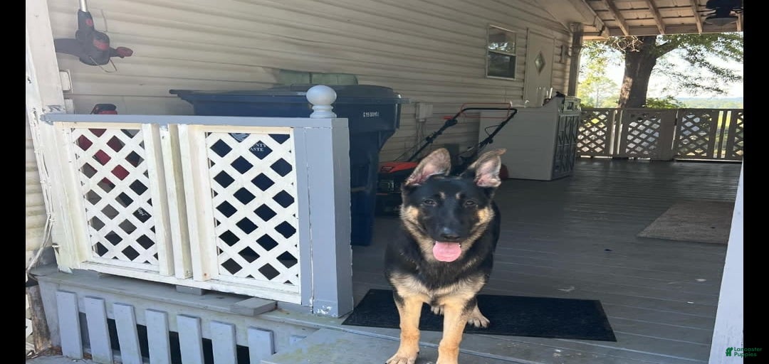 Gallery Image {{count}}