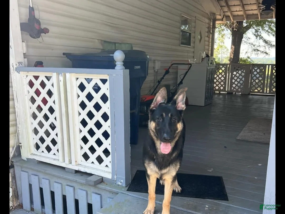 Gallery Image {{count}}