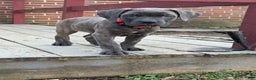 Cane Corso dogs for sale: Stormii - Ad 25