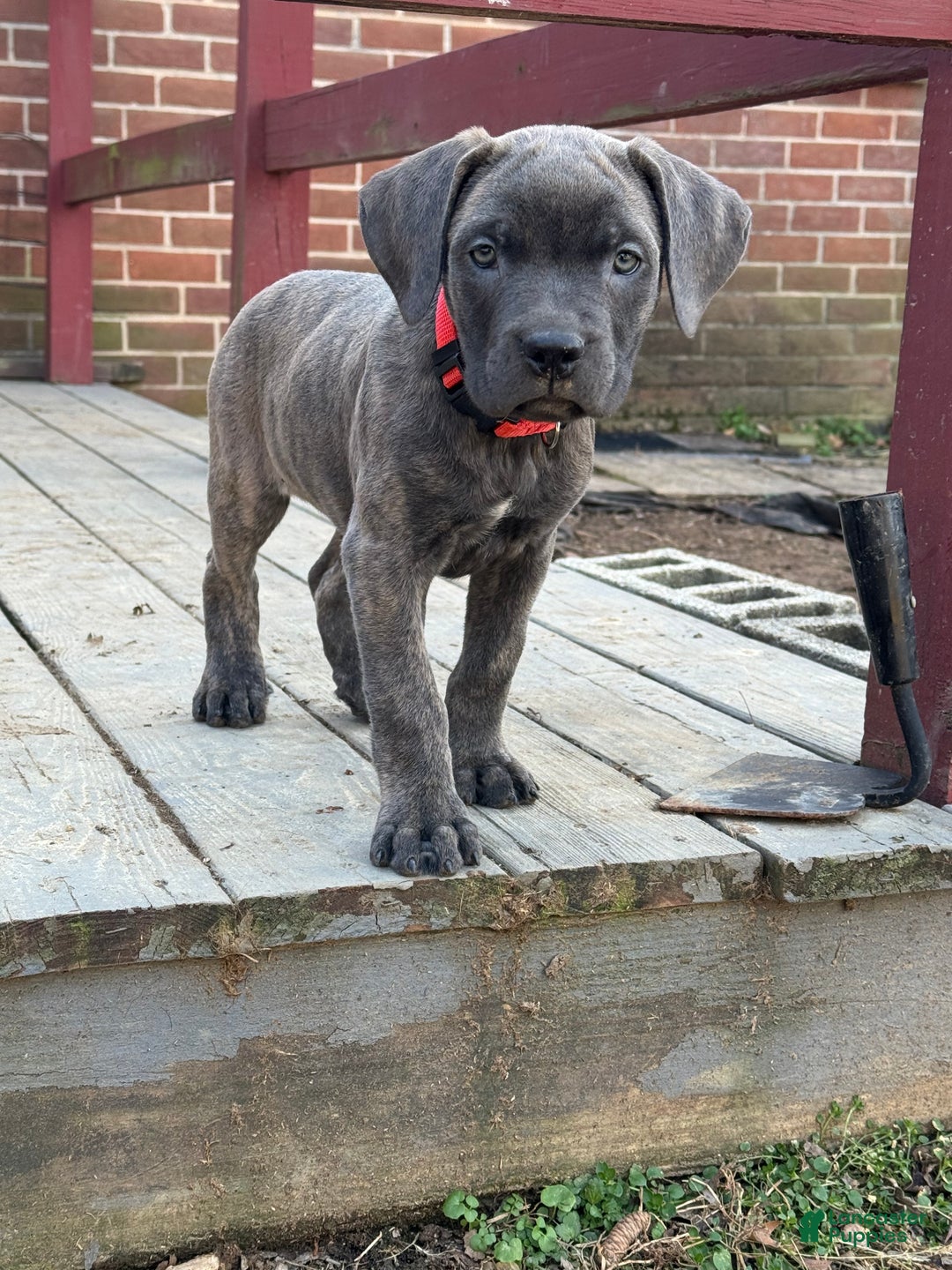 Cane Corso dogs for sale: Stormii - Ad 25