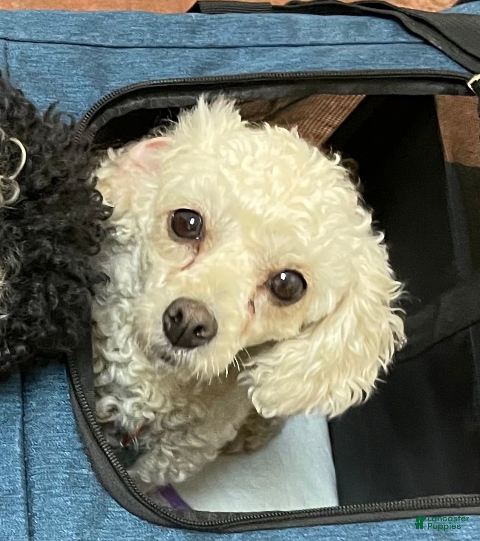 Toy Poodle dogs Toy Poodle Puppy 3 - Ad 2