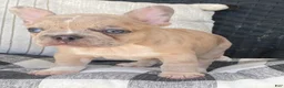 French Bulldog dogs for sale: French Bulldog 2 - Ad 4