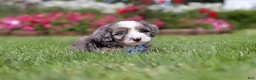 Mini Bernedoodle dogs for sale: Ollie - Ad 2