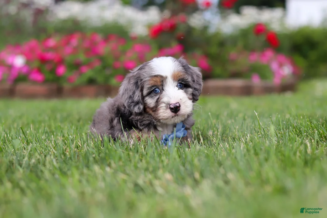 Mini Bernedoodle dogs for sale: Ollie - Ad 2