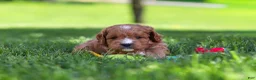 Cavapoo dogs for sale: Milo - Ad 6