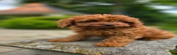 Cavapoo dogs for sale: Hope - Ad 1
