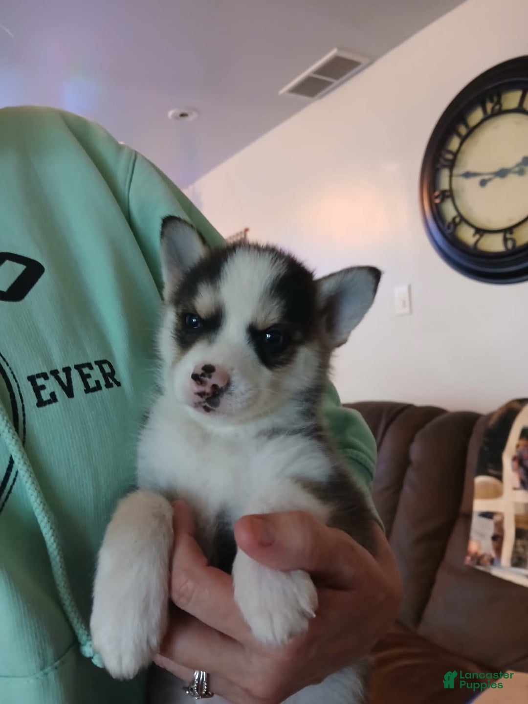 Pomsky dogs for sale: Pomsky Puppy 1 - Ad 3