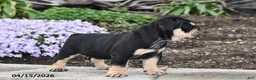 English Bulldog dogs for sale: Dolly - Ad 3