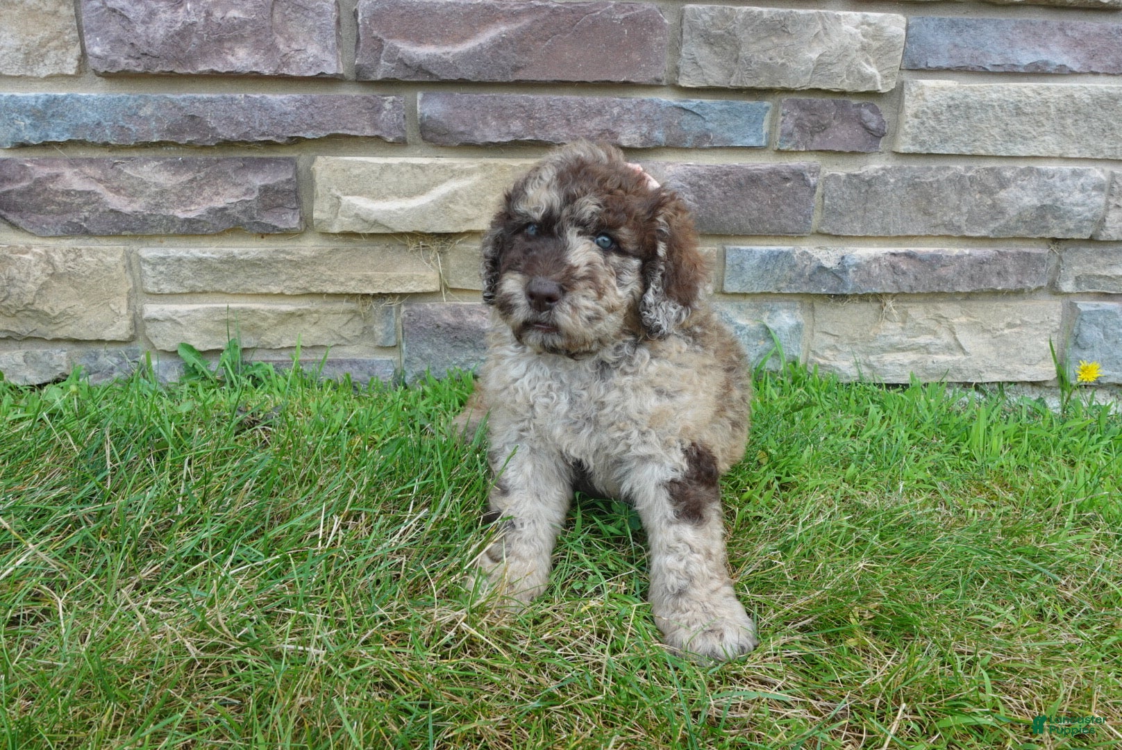 Newfypoo dogs F1b Ozzy - Ad 2