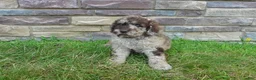 Newfypoo dogs for sale: F1b Ozzy - Ad 2