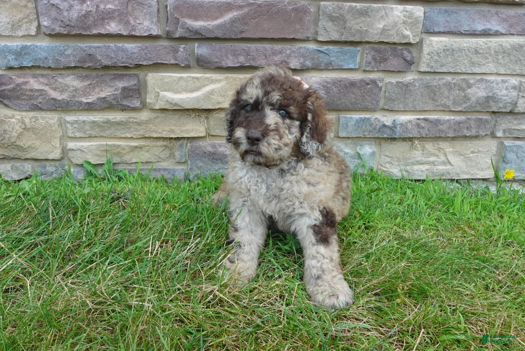 Newfypoo dogs for sale: F1b Ozzy - Ad 2